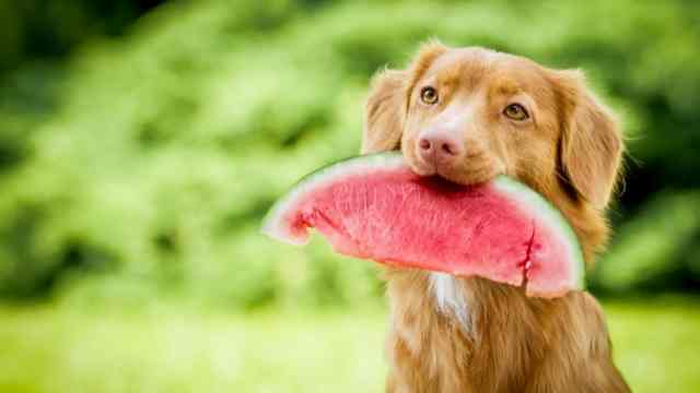Can Dog Eat Watermelon