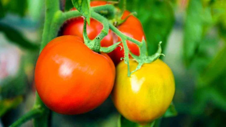 can-dogs-eat-tomatoes-dog-ripe-unripe-tomato