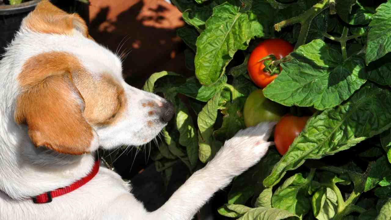 can-dogs-eat-tomatoes-dog-with-tomato