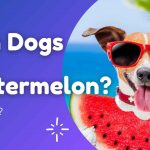 can-dogs-eat-watermelon