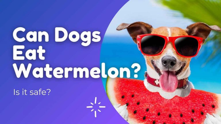 can-dogs-eat-watermelon