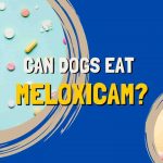 meloxicam for dogs