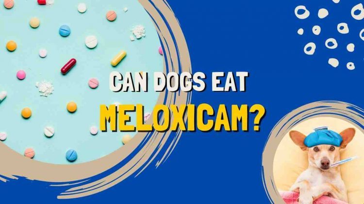 meloxicam for dogs
