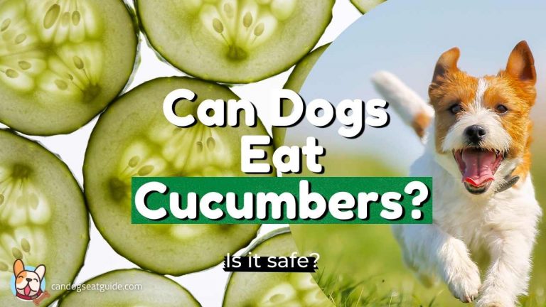 Can Dogs Eat Cucumbers? Can Dogs Have Cucumbers?