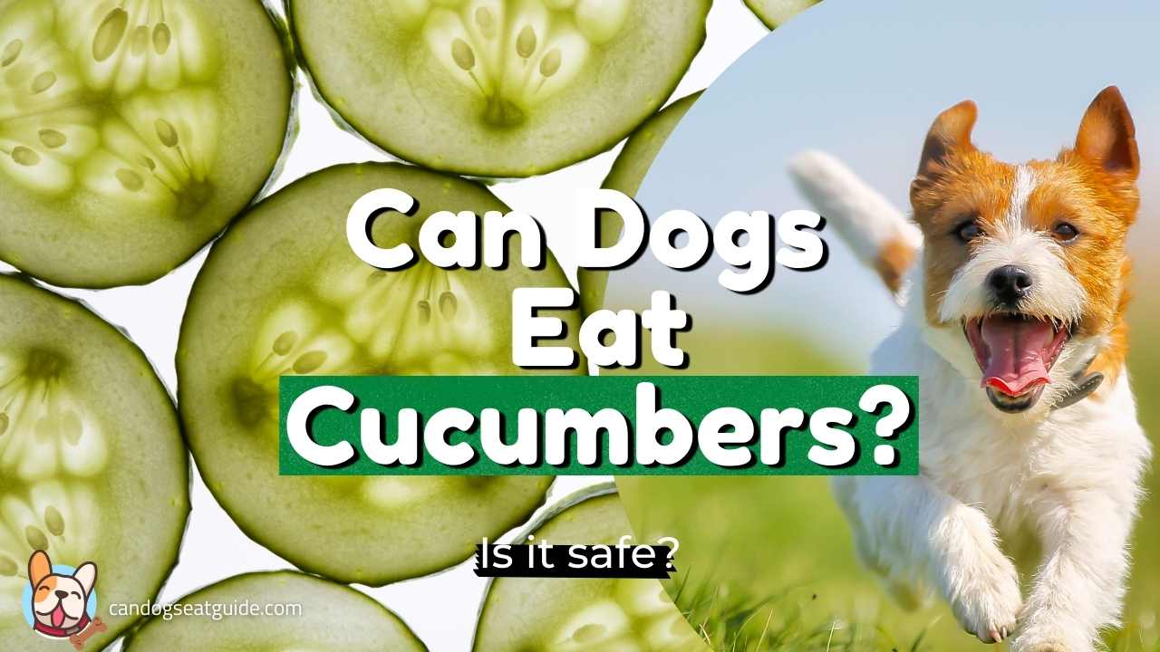 Can Dogs Eat Cucumbers? Can Dogs Have Cucumbers?