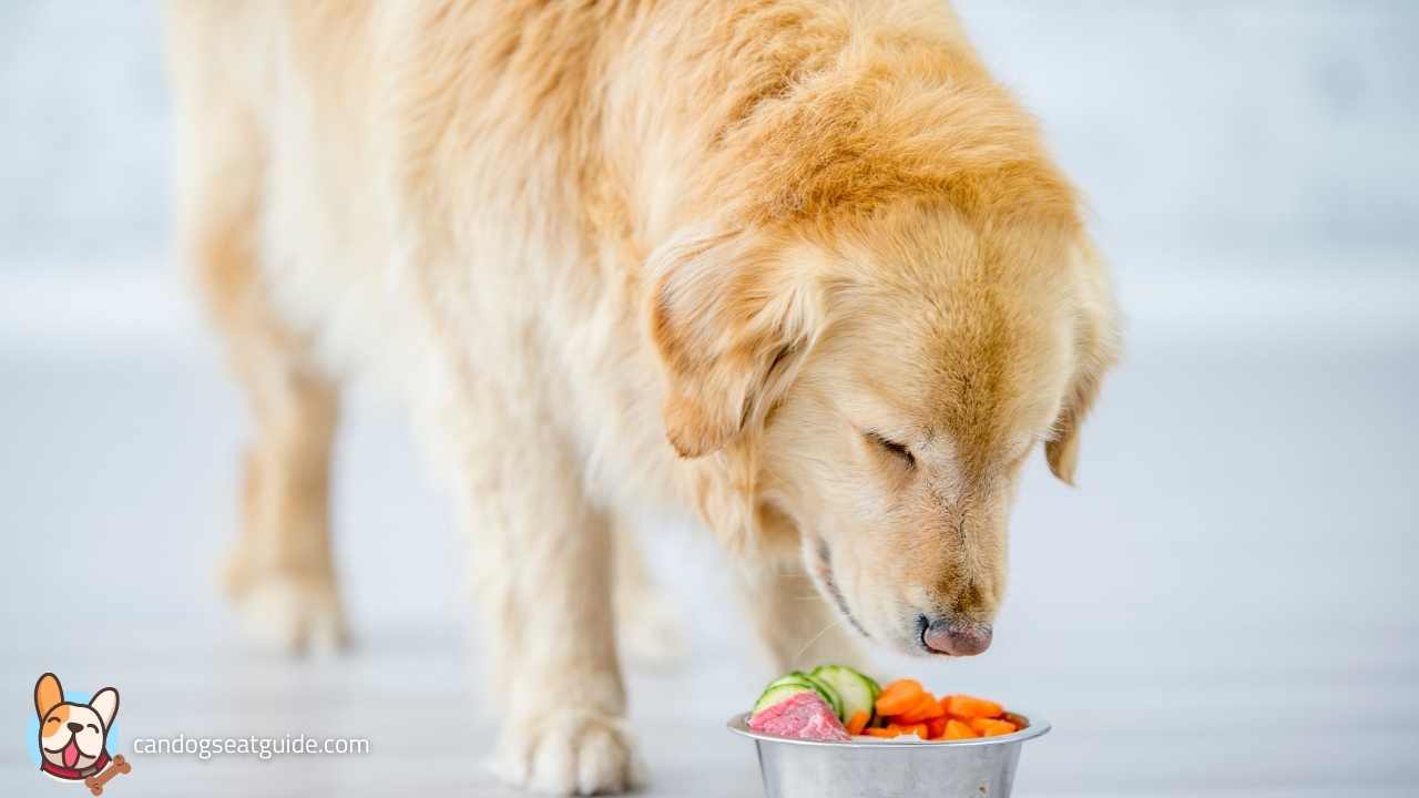 Health Benefits: Why Your Dog Should Eat Cucumbers?
