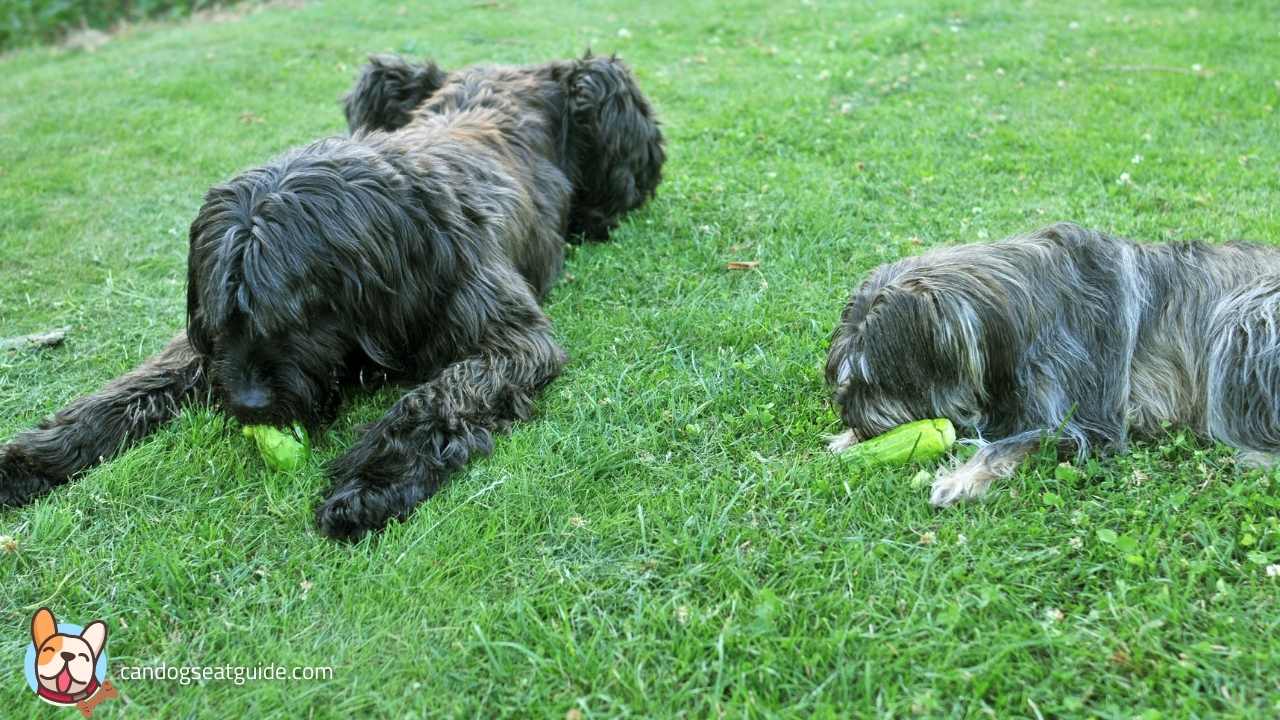 Health Benefits: Why Your Dog Should Eat Cucumbers? How many cucumbers can I give my dog a day?