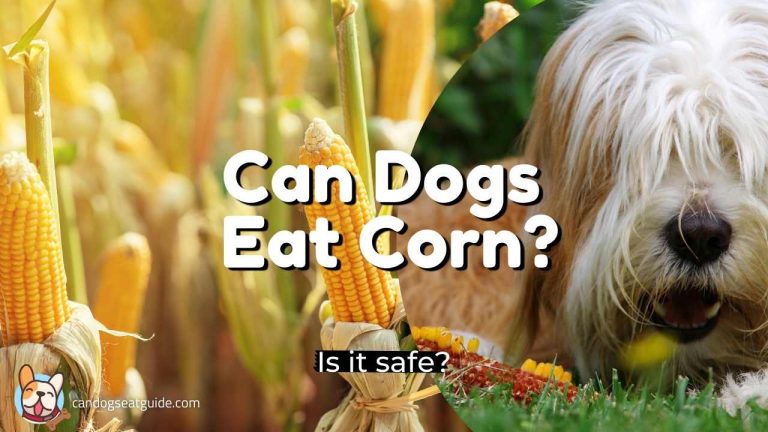 Can Dogs Eat Corn? Is Corn Safe For Dogs Stomachs?