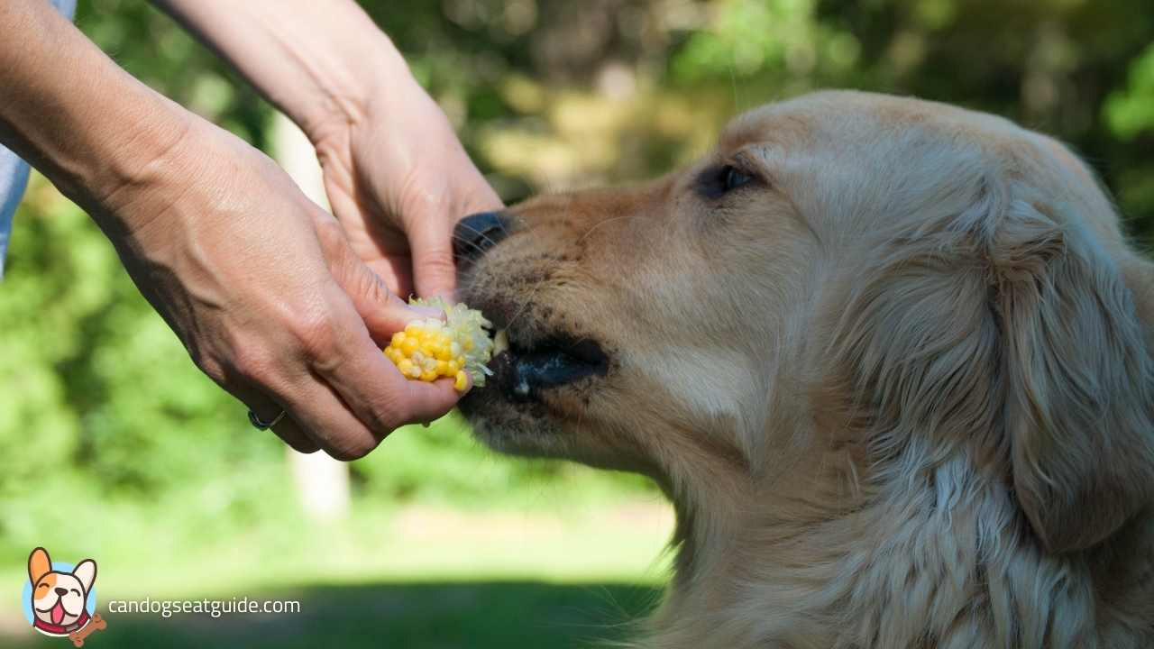 How to Feed a Dog Corn?