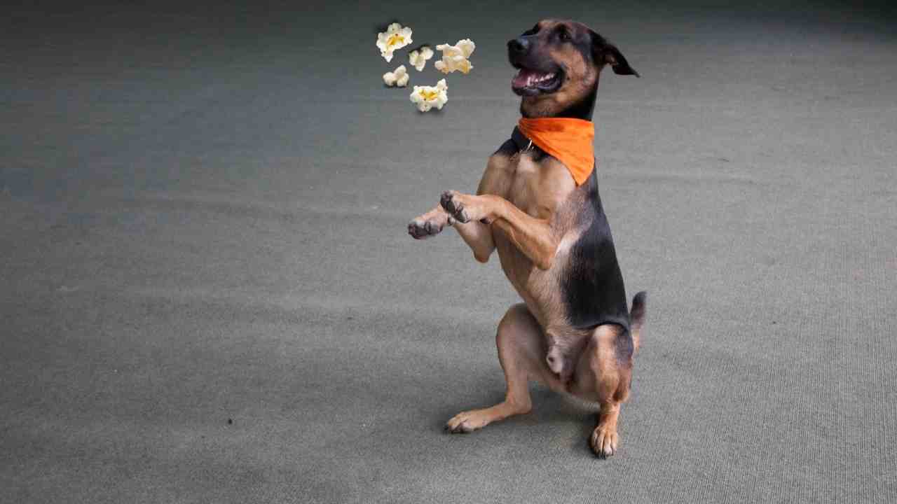 Can Dogs Eat Popcorn? Can I Feed my Dogs Popcorn?