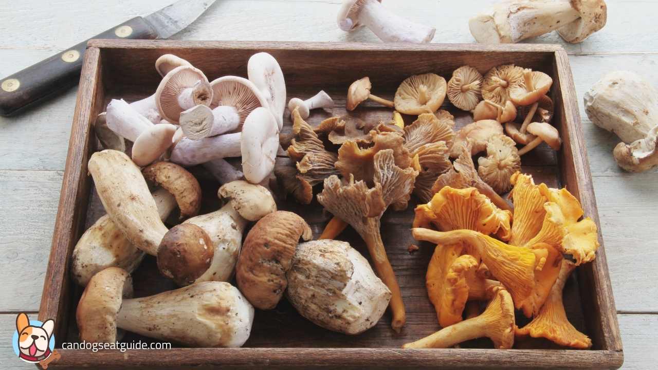 How to Feed a Dog Mushrooms? Can Dogs Eat Mushrooms