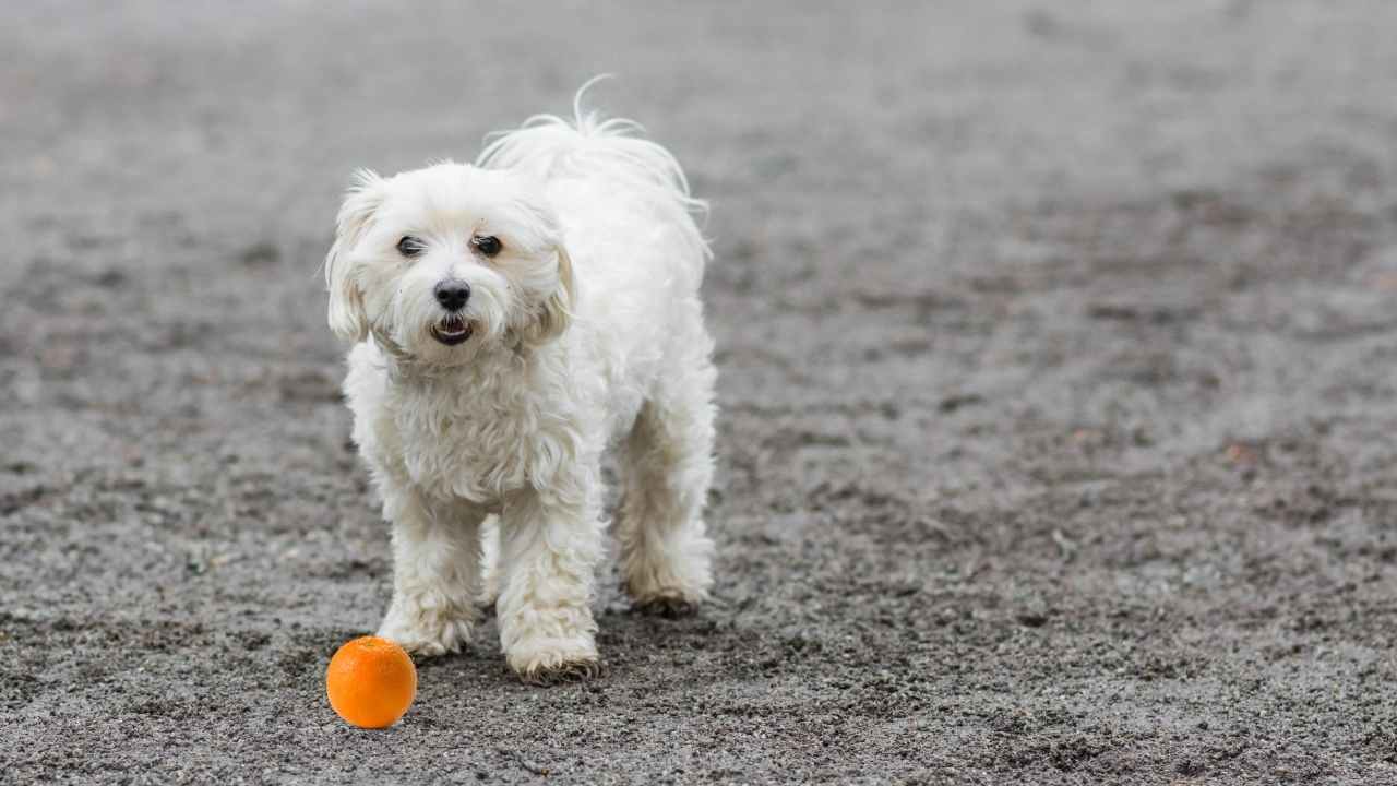 Can Dogs Eat Oranges