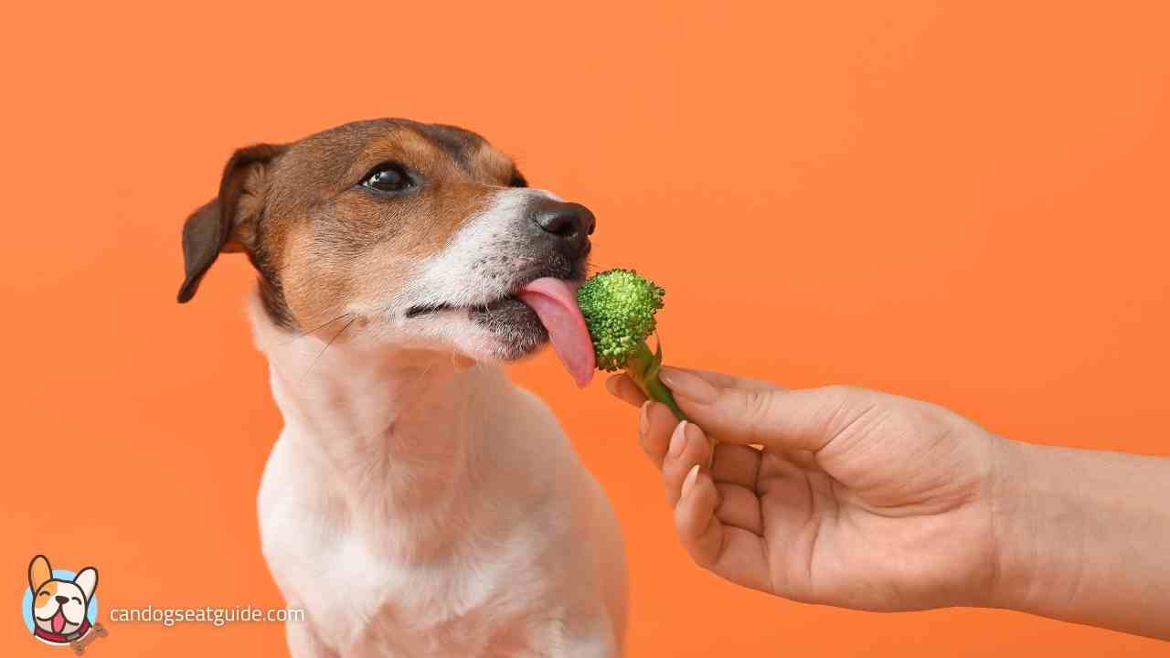 can dogs eat broccoli