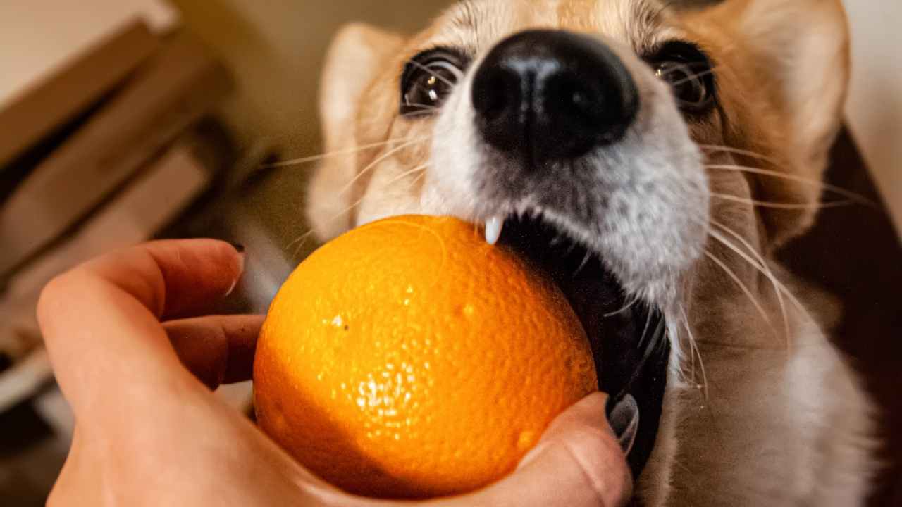 How to Feed Dog Oranges? Can Dogs Eat Oranges