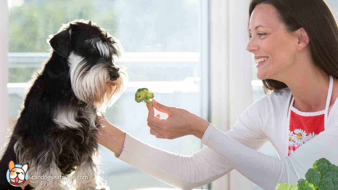 Can Dogs Eat Broccoli? Can Dogs Have Broccoli?