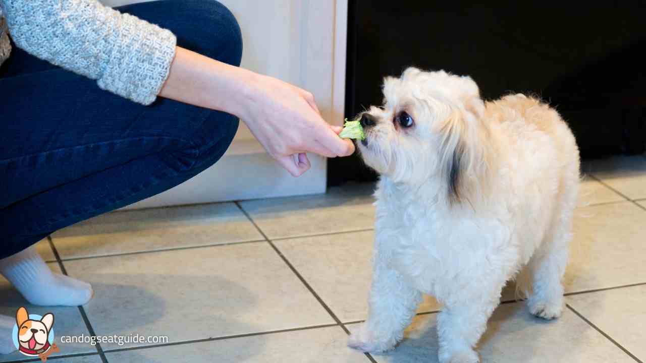 Can Dogs Eat Broccoli? Can Dogs Have Broccoli?
