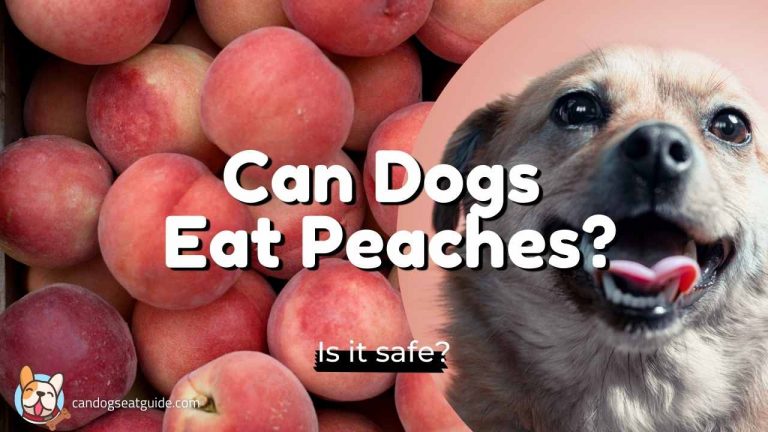 Can Dogs Eat Peaches? Are Peaches Safe For Dogs?