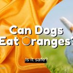 Can-dogs-eat-oranges