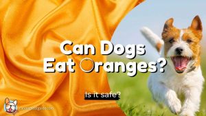 Can-dogs-eat-oranges