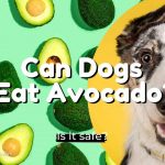 can-dogs-eat-avocado