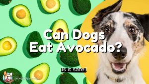 can-dogs-eat-avocado