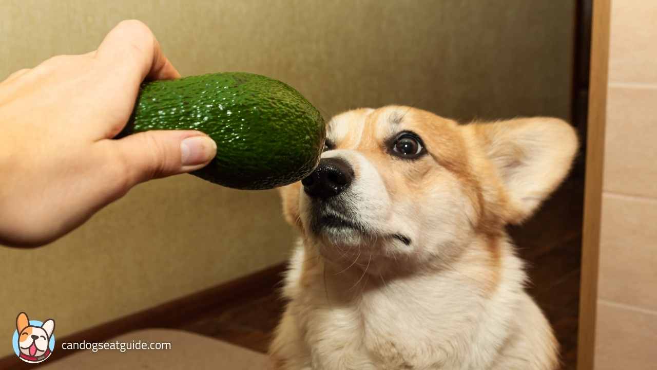 Can Dogs Eat Avocado? Is It Safe Or Not? 3