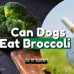 can-dogs-eat-broccoli