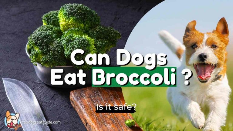 can-dogs-eat-broccoli