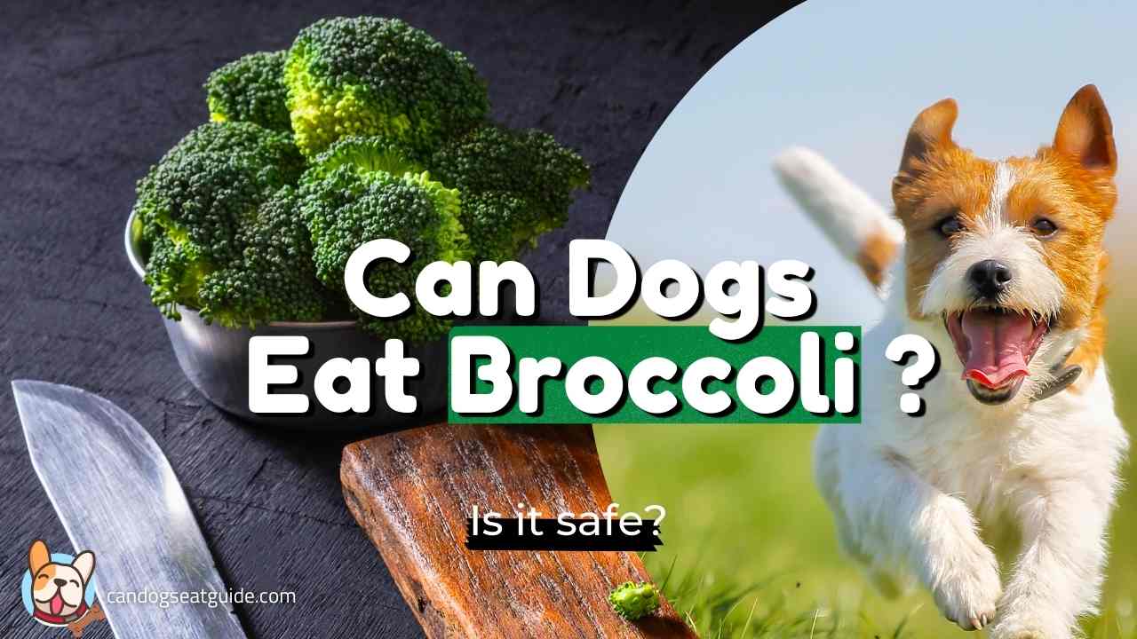can-dogs-eat-broccoli