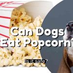 can-dogs-eat-popcorn