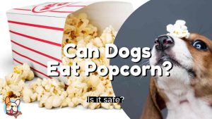 can-dogs-eat-popcorn