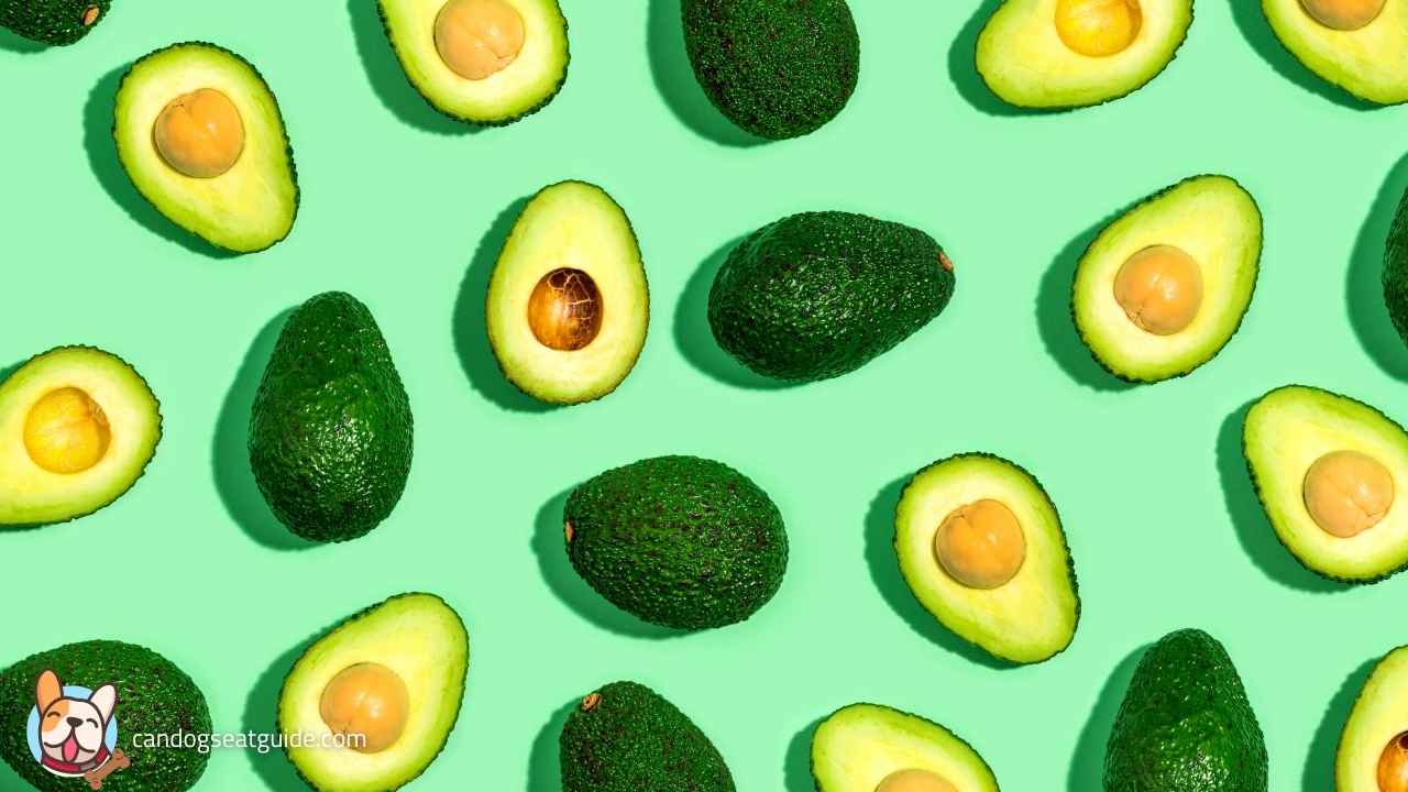 Can Dogs Eat Avocado? Is It Safe Or Not? 2 can-dogs-have-avocado