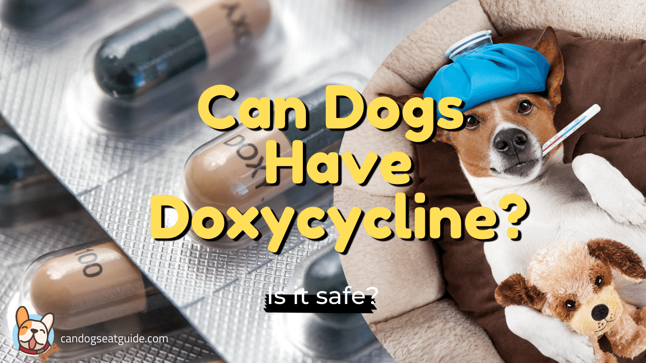 Doxycycline For Dogs? Complete Doxycycline Drug Info