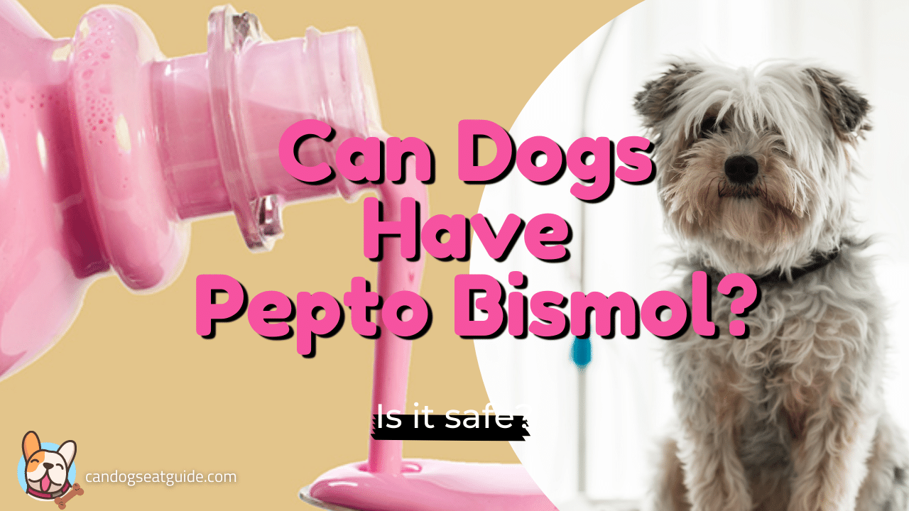 Pepto Bismol For Dogs? Complete Pepto Bismol Drug Info