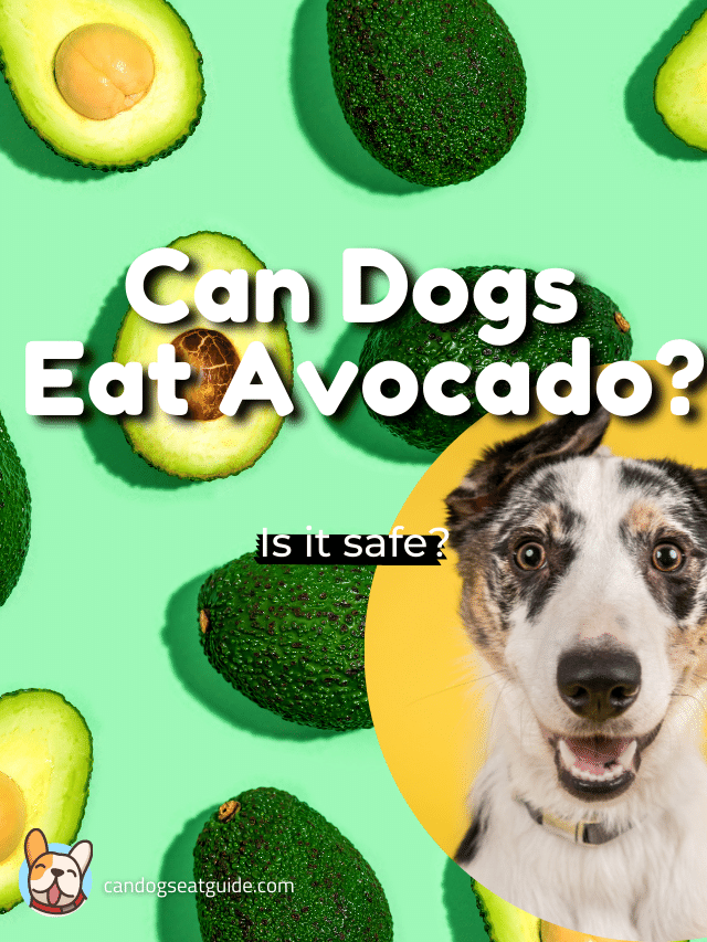 Can Dogs Eat Avocado? Is It Safe Or Not?