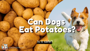 can dogs eat potatoes