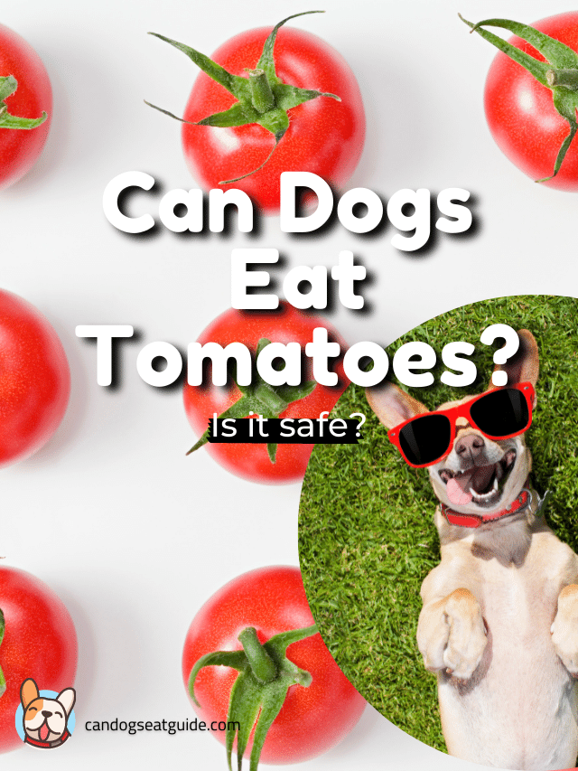 Can Dogs Eat Tomatoes? Are They Safe?