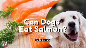 Can Dogs Eat Salmon-Salmon-eating-dog
