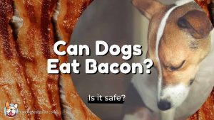 can dogs eat bacon?