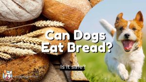 Can Dogs Eat Bread?