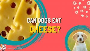 can-dogs-eat-cheese