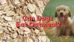 can dogs eat oatmeal?