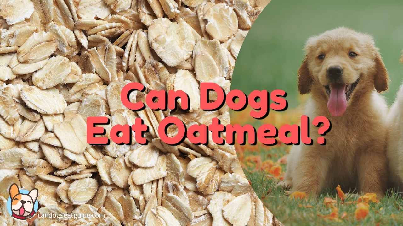 can dogs eat oatmeal?