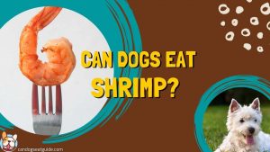 can dogs eat shrimp?