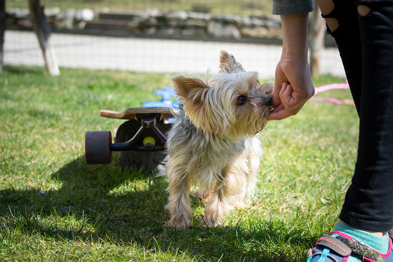 Dog-eating-bread