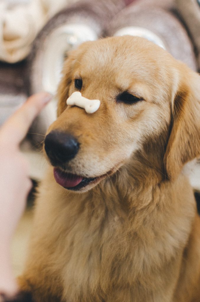 dog with chicken bone