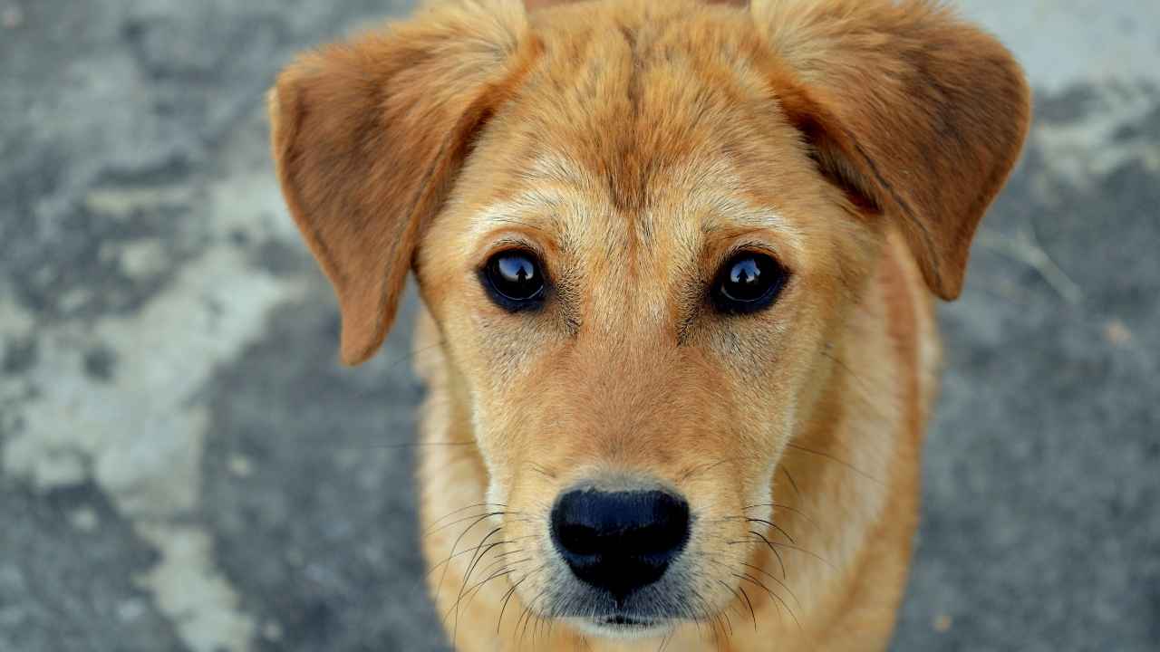 puppy dog eyes