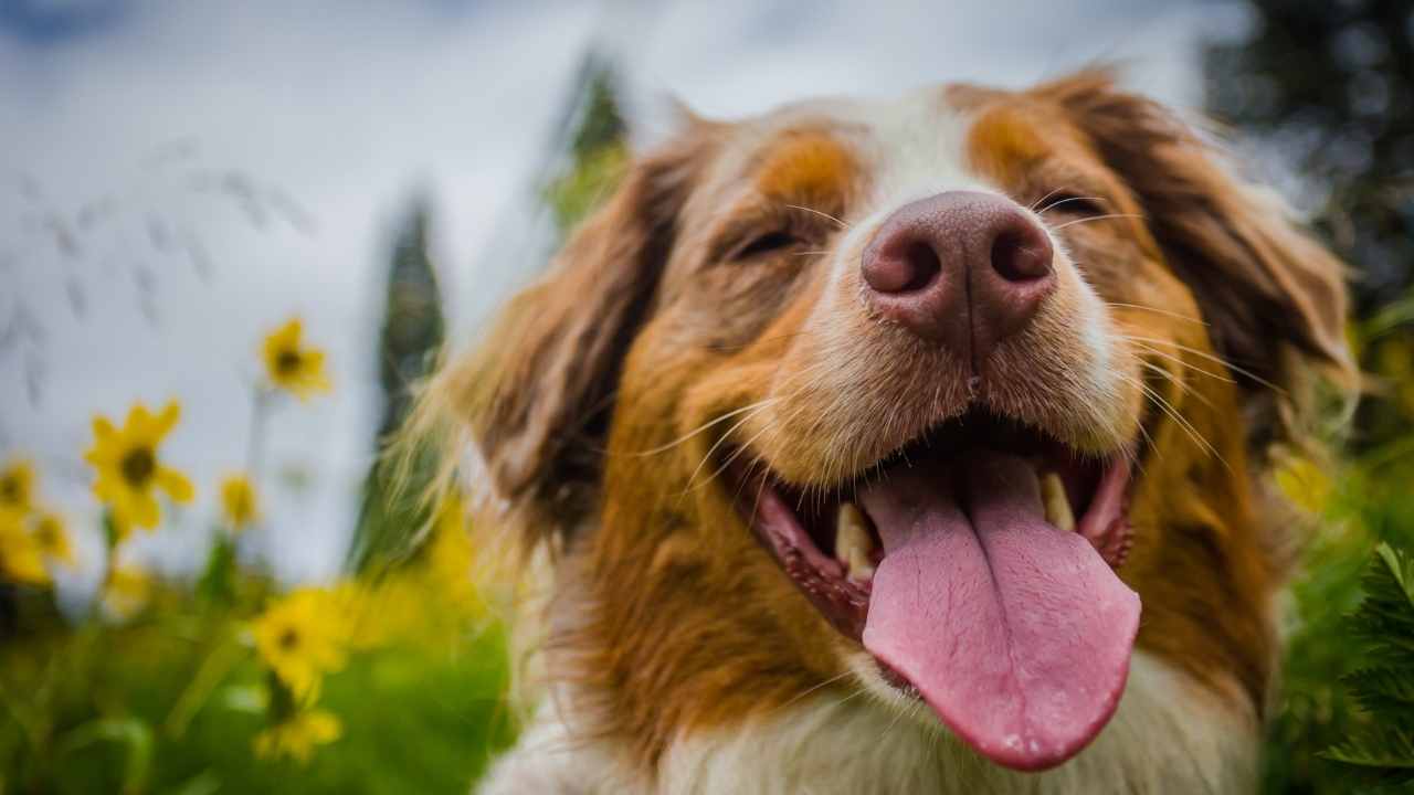 Happy Dog