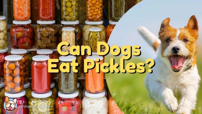 Can dogs eat pickles