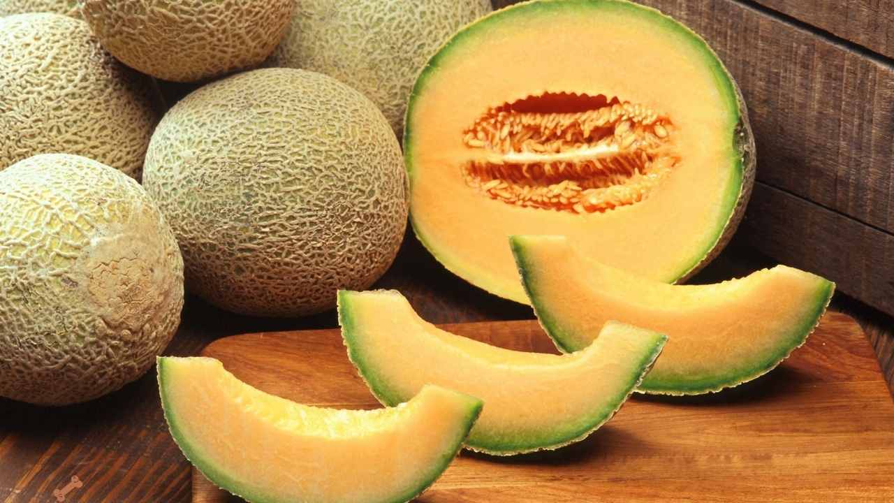 cantaloupe